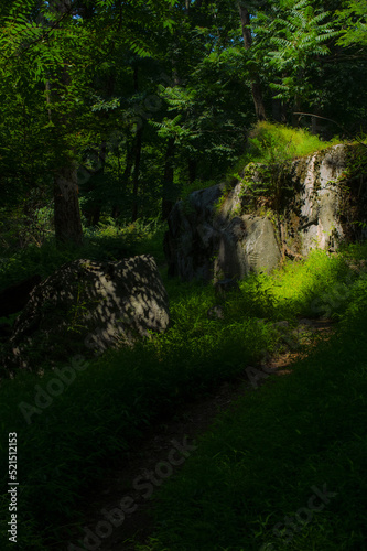 fantasy path in the forest