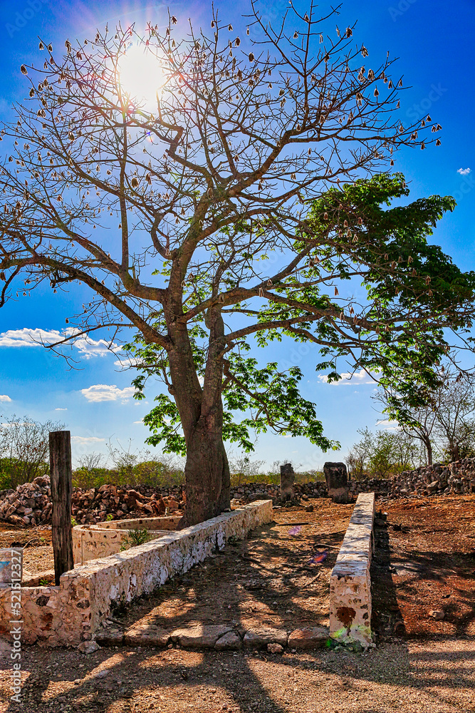 Mayan region tree, ceiba, pochote. Ceiba pentandra (L.) Gaertn