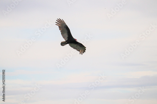 Turkey Vulture Soaring High Above