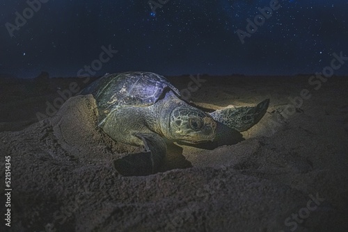 Canvas Print Close-up shot of a sea turtle on a sandy beach at starry night
