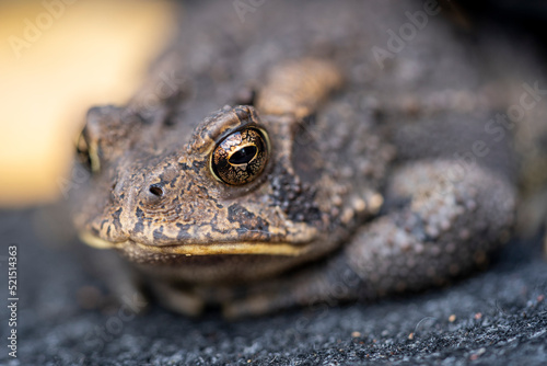 A common American toad with large glassy eyes. © Gary Riegel
