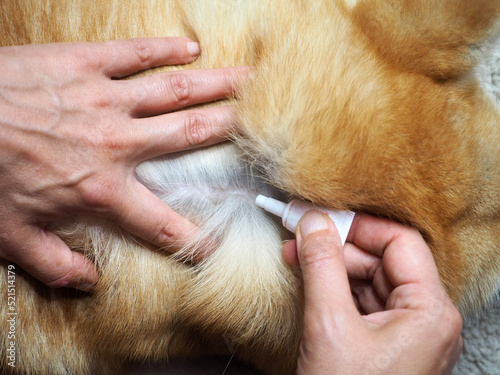 Application of remedy for protection against fleas and ticks