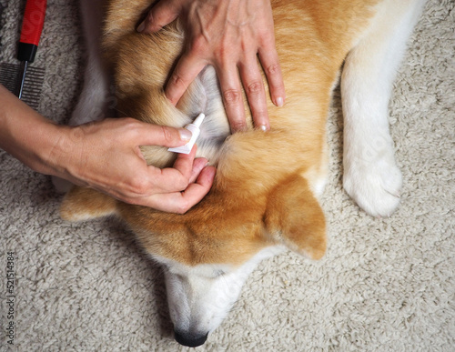 The owner applies drops from fleas and ticks to the withers of the dog photo