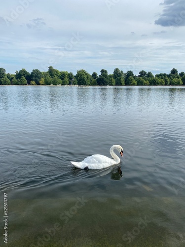 White swan swims in the river