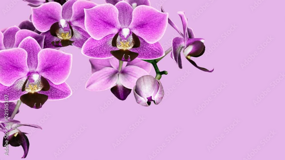 beautiful blooming pink orchid blossomed beautiful blooming pink orchid blossomed