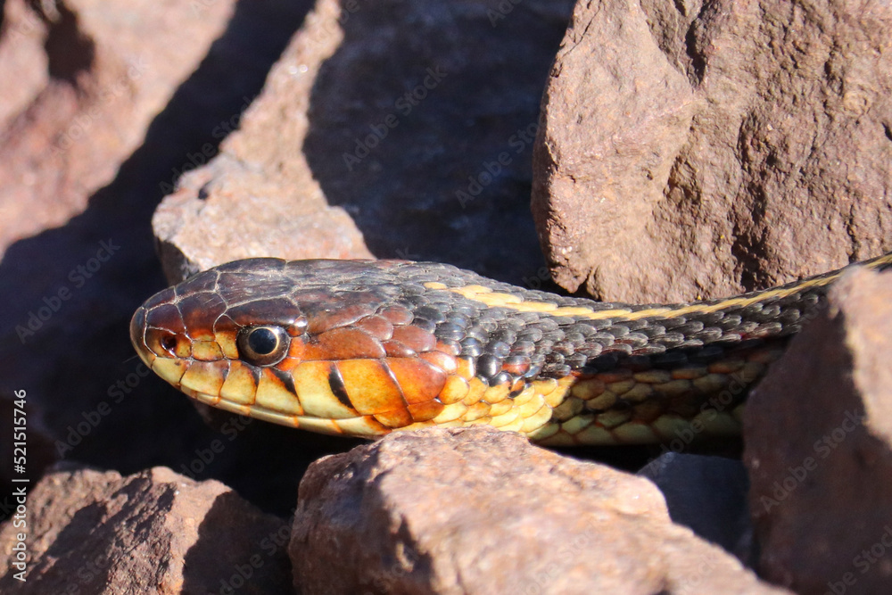 Garter Snake Up Close Garter Snake Up Close