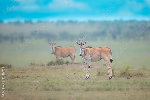 Selective focus shot of a female eland antelope on desert in the daylight photo