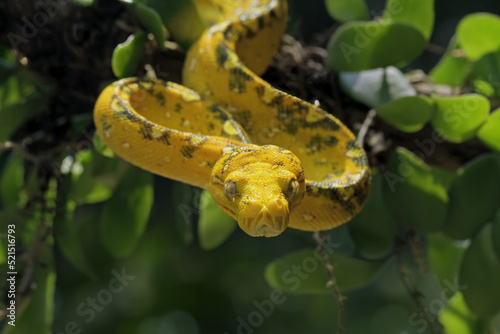 Green tree python on branch, Morelia viridis, Indonesian snake, Animal closeup
