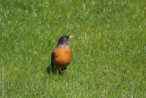 Robin Posing in the Yard