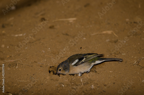 Male Gran Canaria chaffinch Fringilla canariensis bakeri eating on the ground. Firgas. Gran Canaria. Canary Islands. Spain.