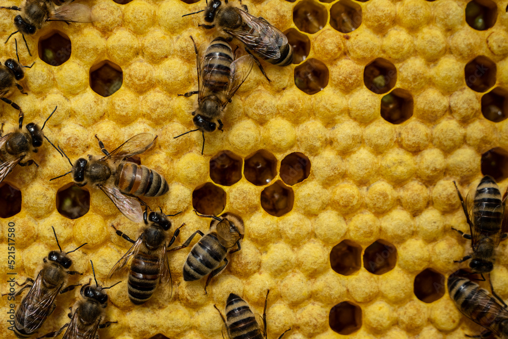 Closed larvae of bees.
Bees take care of larvae, their new generation.
Closed larvae of bees.
Bees take care of larvae, their new generation.