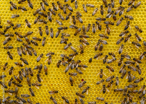 Beautiful new honeycombs with nectar and bees.