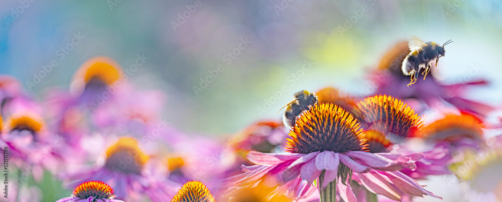 bumblebees and Echinacea flowers close up bumblebees and Echinacea flowers close up