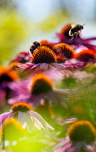 bumblebee and Echinacea flowers close up