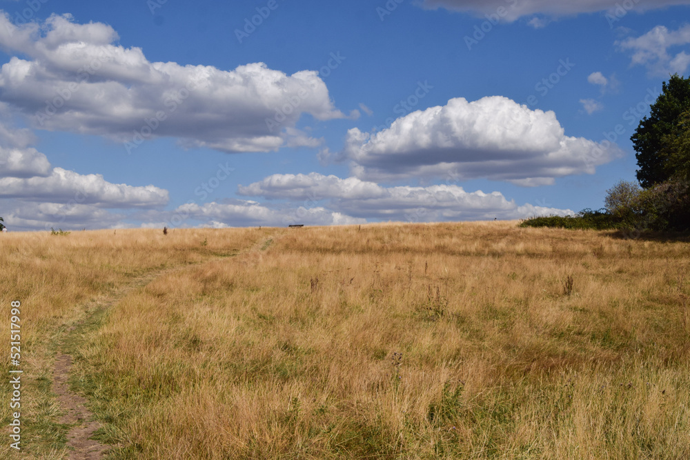 Parched landscape in Hampstead Heath in London, UK due to hot weather and drought conditions caused by climate change.