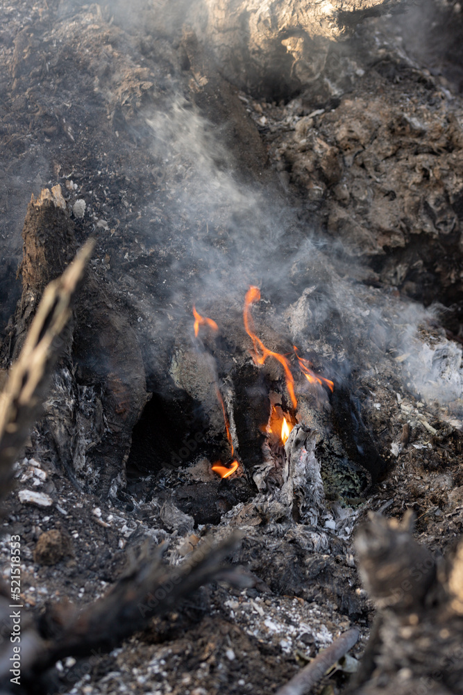 Flames, smoke and ashes from the remains of a burnt tree. Devastation from a fire. Selective focus. Navarra, Spain, in June 2022.