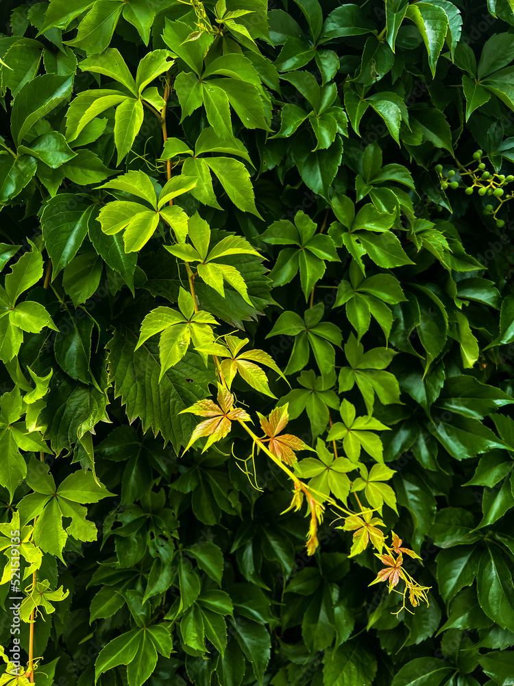 Wall of beautiful bright green grape leaves