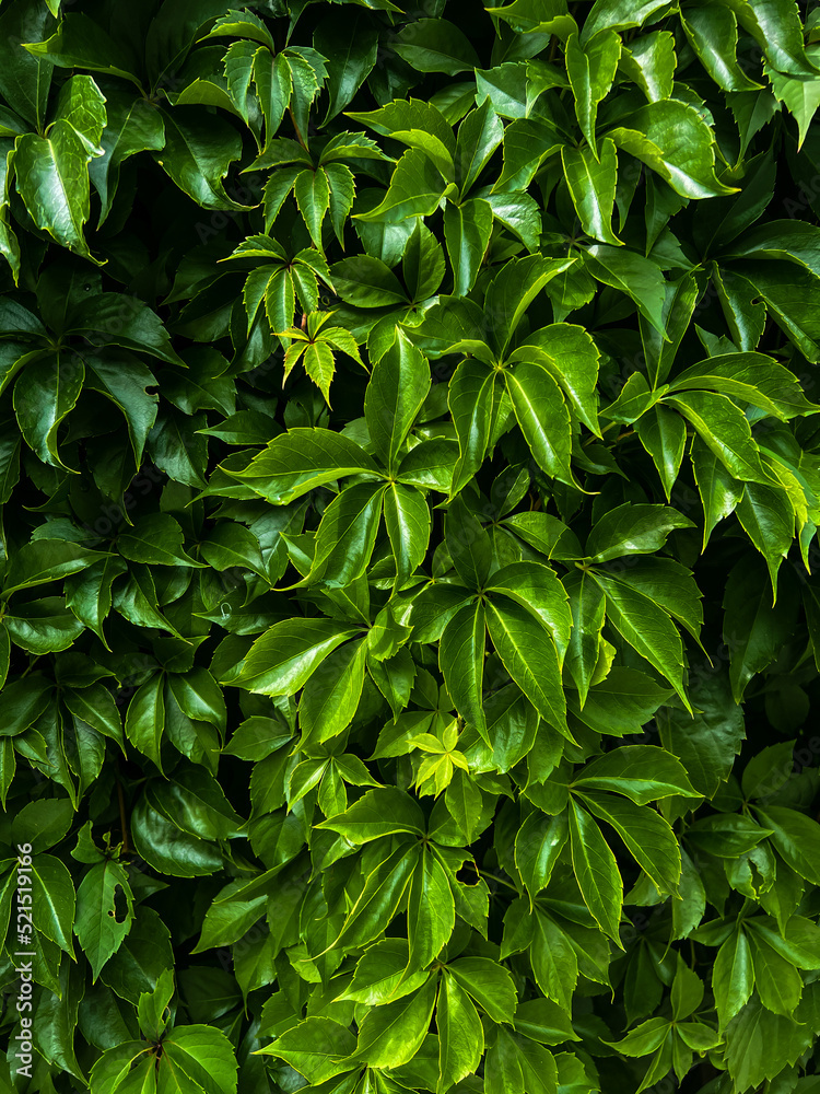 Wall of beautiful bright green grape leaves Wall of beautiful bright green grape leaves