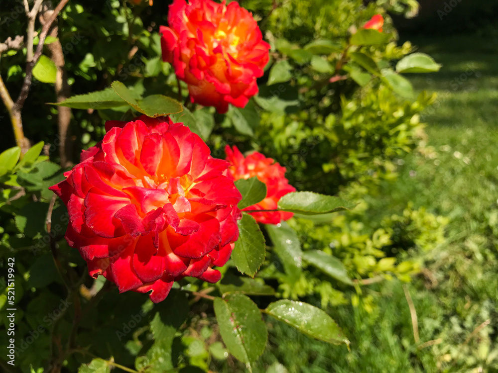 Bright red roses on a sunny spring day. Image features intentional blur as a result of shallow depth of field, and has copy space.