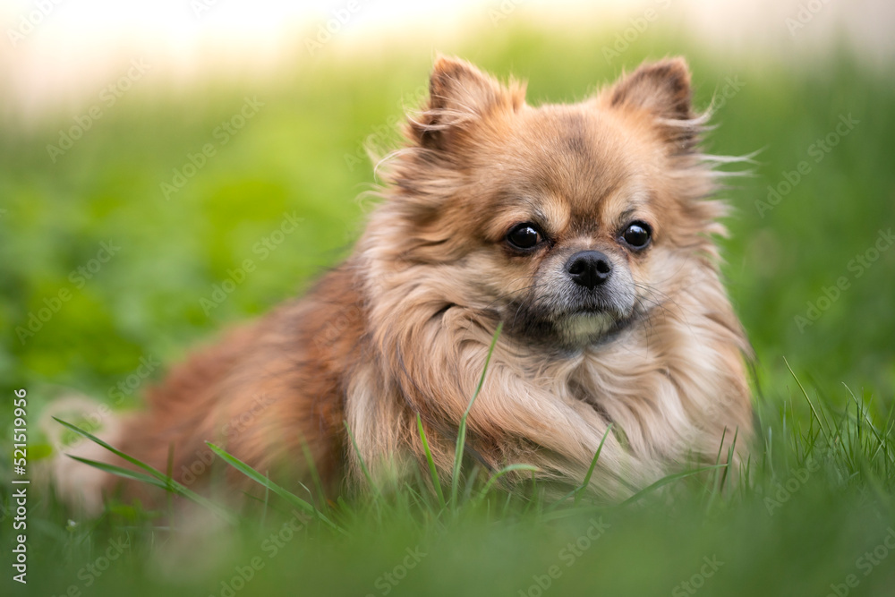 Chihuahua długowłosy leży na trawniku w cieniu - obrazy, fototapety, plakaty 