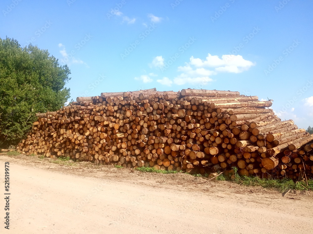  Pile of wood, Many stacked wooden logs and trunks
