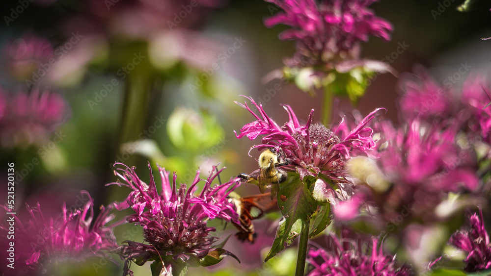Bumble Bee Pollinates Pink Purple Bee Balm Bumble Bee Pollinates Pink Purple Bee Balm