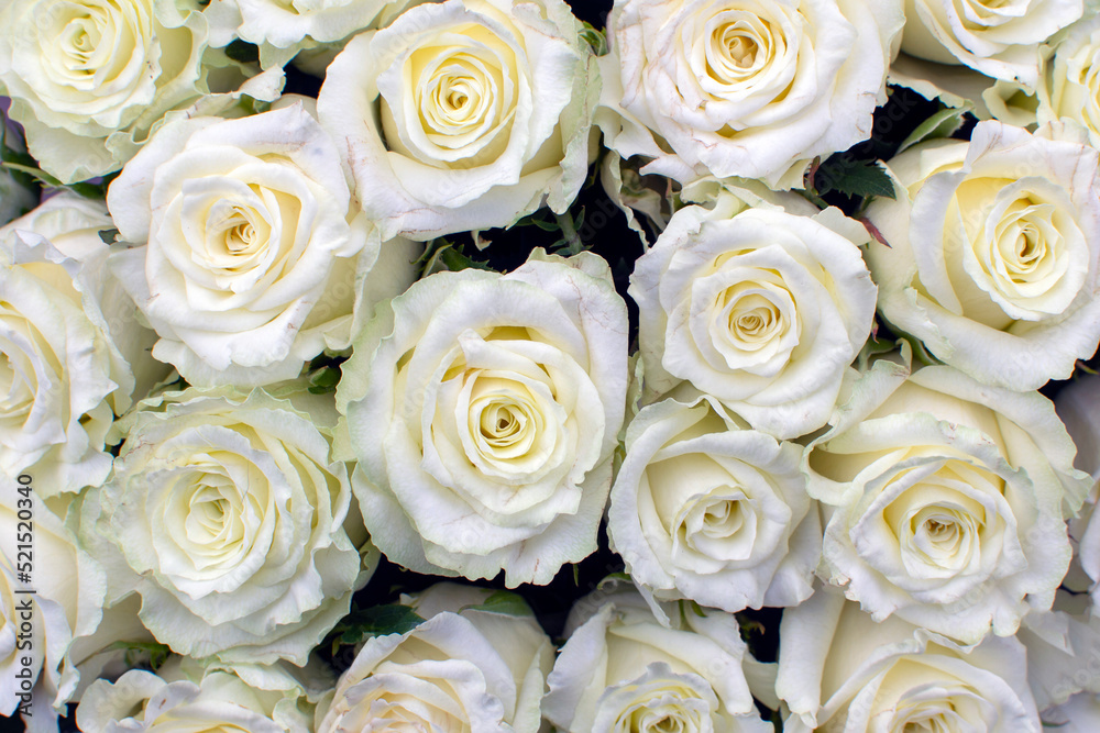 Obraz premium many white roses in a bouquet top view
