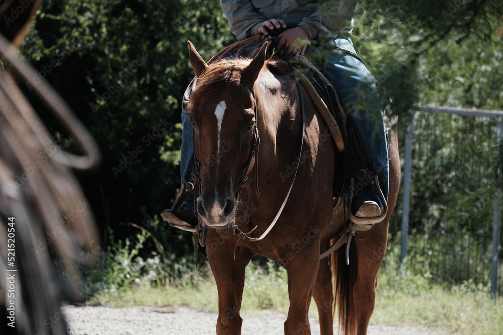 Authentic cowboy on horse for ranching in Texas lifestyle.