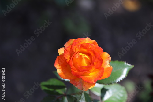 Flower rose orange color brightly lit petals isolated close up.Background image