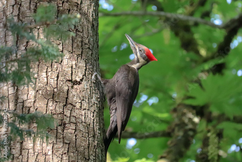 Pileated Woodpecker Side Shot 2