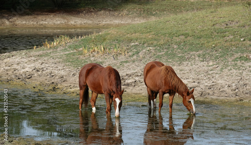 Horses on ranch drinking from pond water tank for hydration concept in Texas.