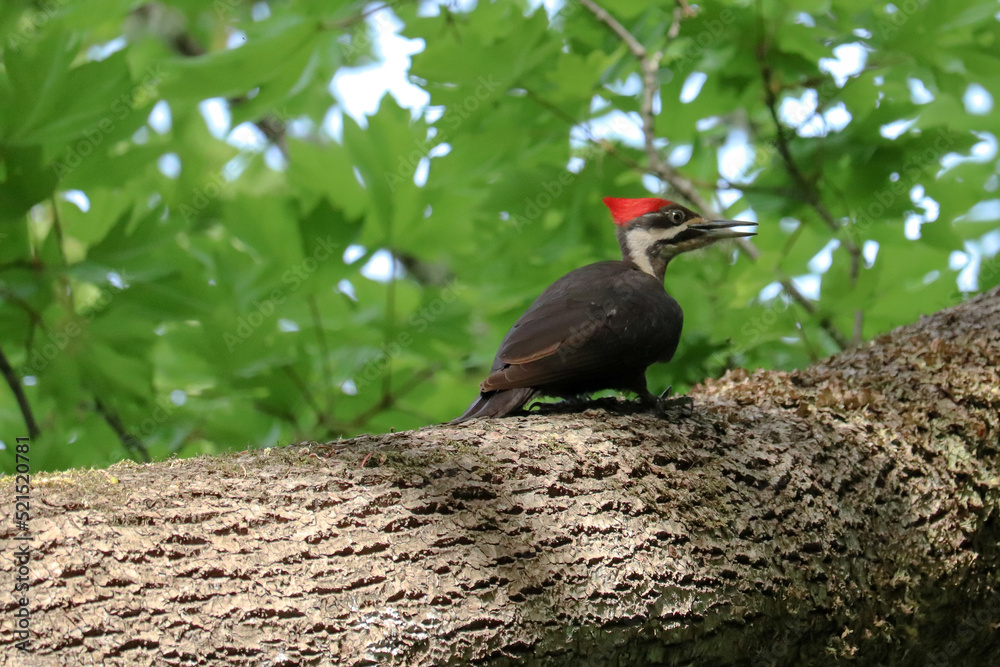 Obraz premium Pileated Woodpecker on the Side of Tree