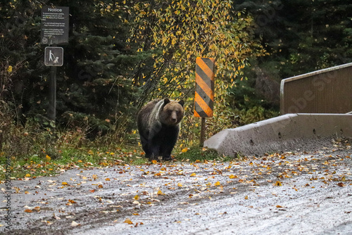 Beware of Bear Sign and Grizzly Bear