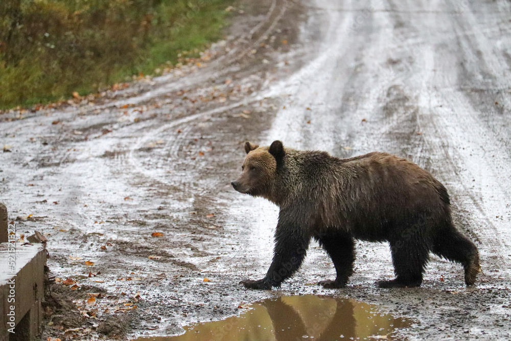 Fototapeta premium Grizzly Bear with Reflection in Puddle