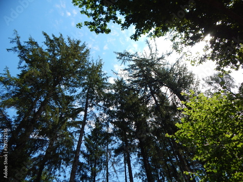 trees and sky