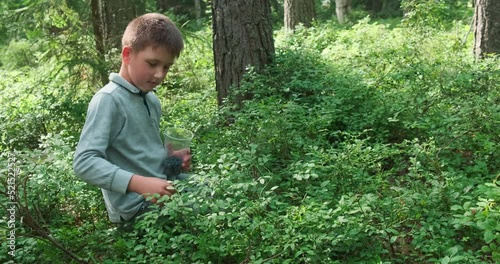 Little boy collecting and eating ripe blueberries from bush in forest. Karelia