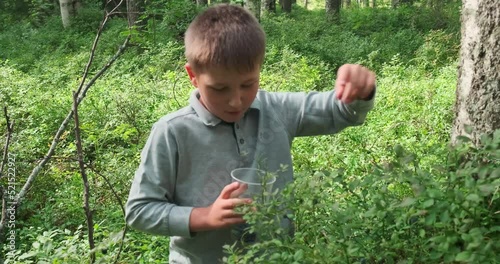 Little boy collecting and eating ripe blueberries from bush in forest. Karelia