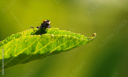 Mucha na zielonym liściu. © Adam Sadlak