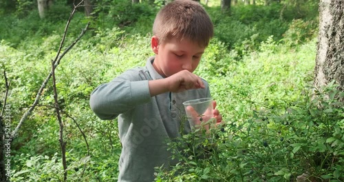 Little boy collecting and eating ripe blueberries from bush in forest. Karelia