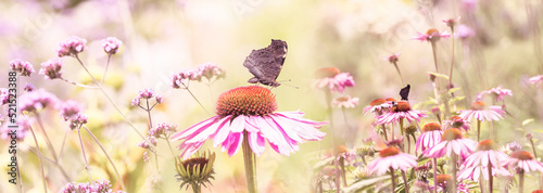 garden with flowers Echinacea purpurea - coneflower and butterflies © Vera Kuttelvaserova