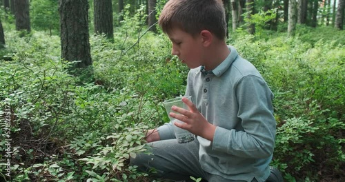 Little boy collecting and eating ripe blueberries from bush in forest. Karelia