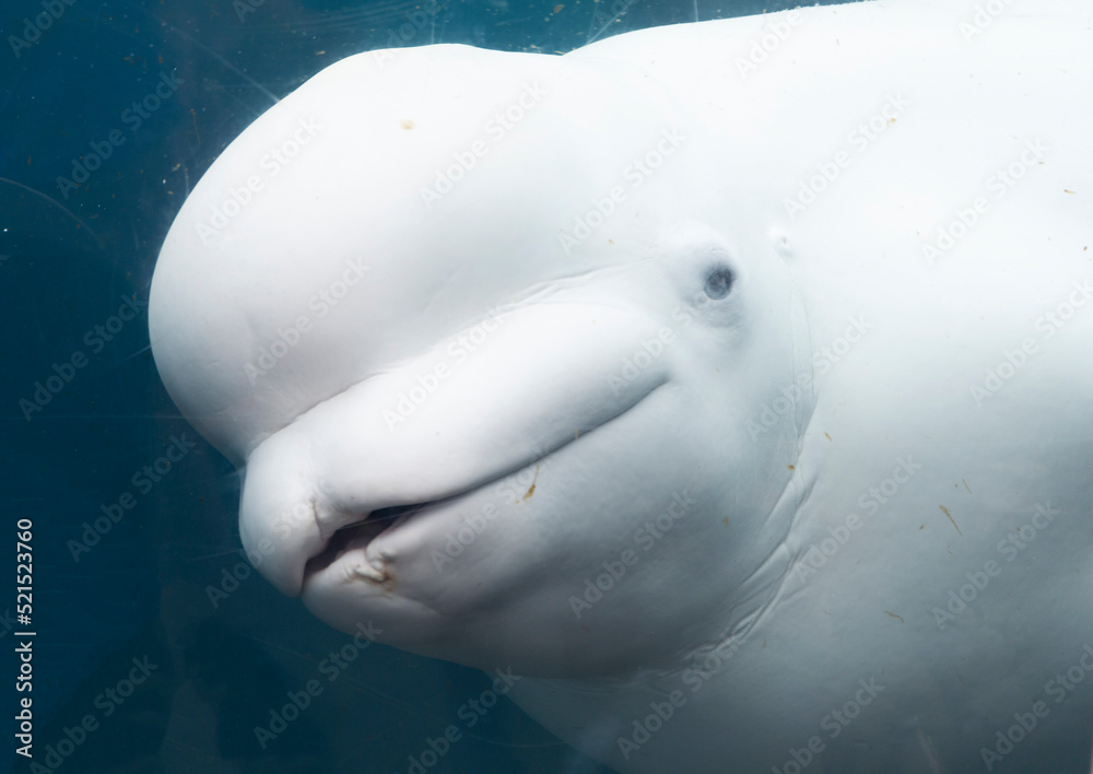 Fototapeta premium Baby White Beluga close up looking through the glass at an aquarium