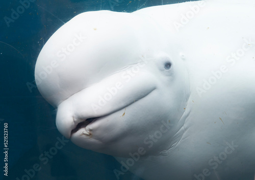 Canvas Print Baby White Beluga close up looking through the glass at an aquarium