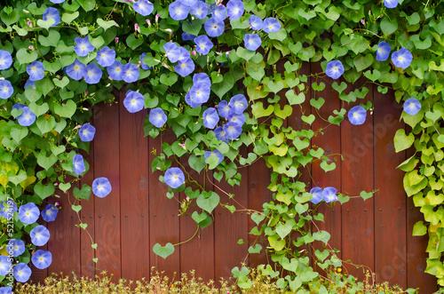 Fotografia Green leaves and blue flowers on the background of a wooden fence