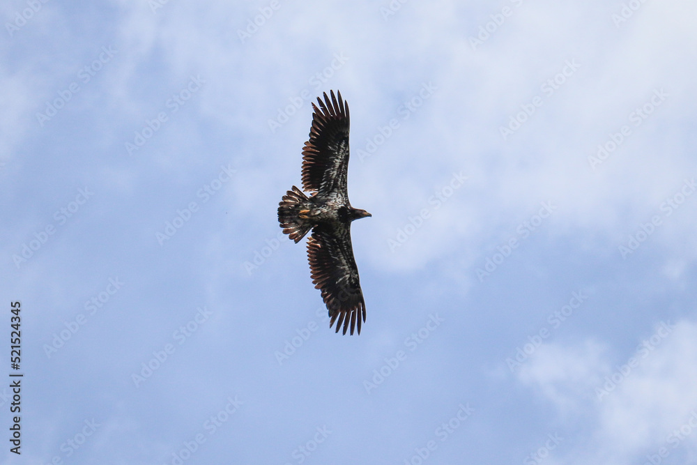 Obraz premium Juvenile Eagle