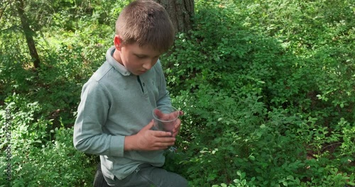 Little boy collecting and eating ripe blueberries from bush in forest. Karelia