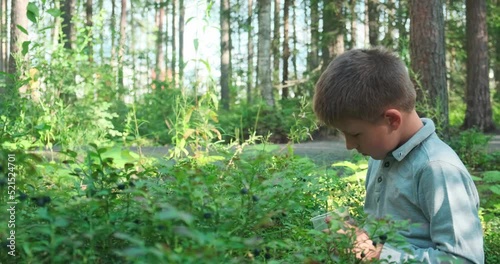 Little boy collecting and eating ripe blueberries from bush in forest. Karelia