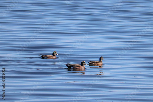 Green Winged Teal Duck Family
