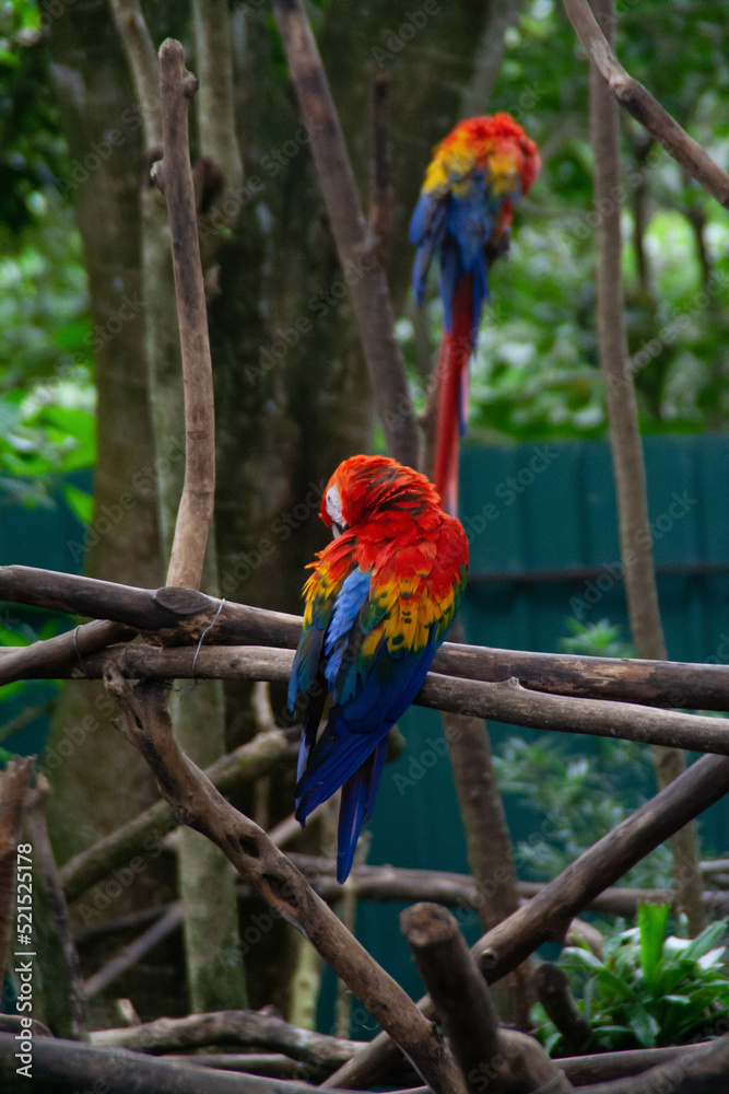Obraz premium Red, yellow and blue parrots siting on a tropical tree branch at the Costa Rica Zooave animal reserve, Central America