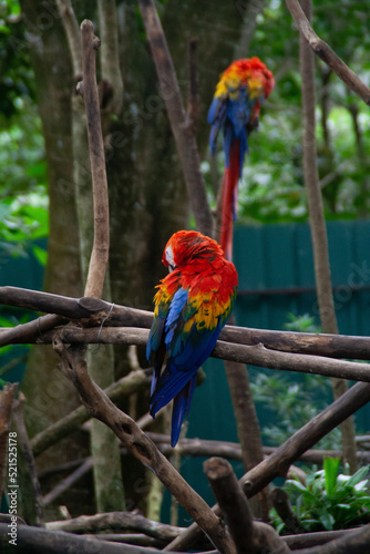 Red, yellow and blue parrots siting on a tropical tree branch at the Costa Rica Zooave animal reserve, Central America © Jorge Luis Canarias
